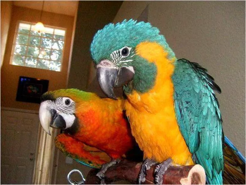 cдома,  поднятые и зарегистрирован синих и золотых попугаи ара для прод